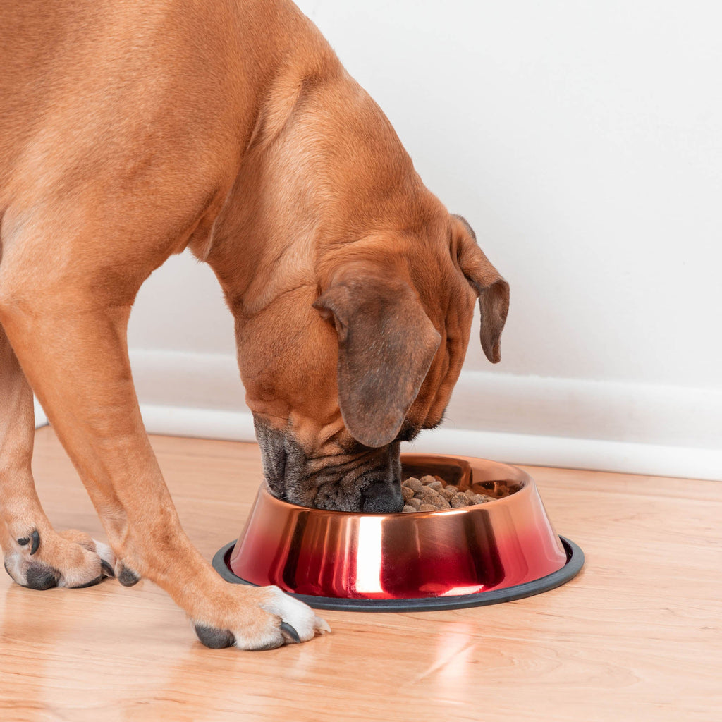 Copper Sunset Ombre Pet Dish