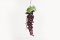 Noy Sukkah, Purple Grape Cluster