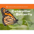 Caterpillar to Butterfly - Board Book