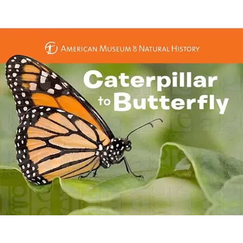 Caterpillar to Butterfly - Board Book