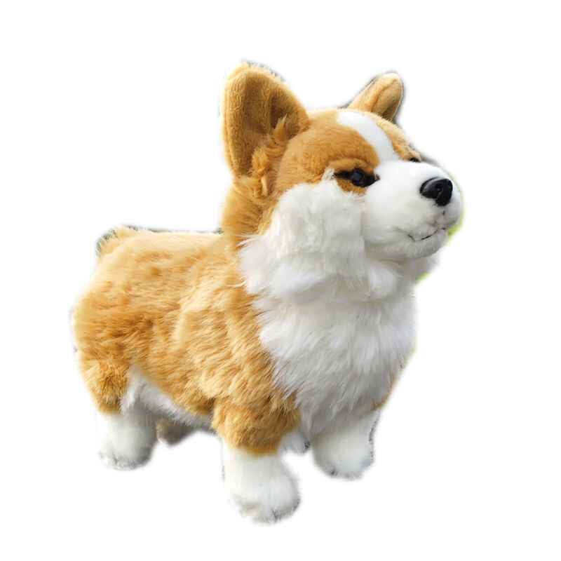Cute Welsh Short-legged Dog With Plush Toys