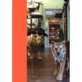 Taxidermy - Hardcover