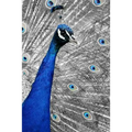 Blue Peacock: The Indian Peafowl or Blue Peafowl Is a Large and Brightly Colored Bird, Native to South Asia. - Paperback