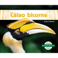Calao Bicorne (Great Hornbills) - Library Binding