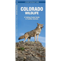 Colorado Wildlife: An Introduction to Familiar Species