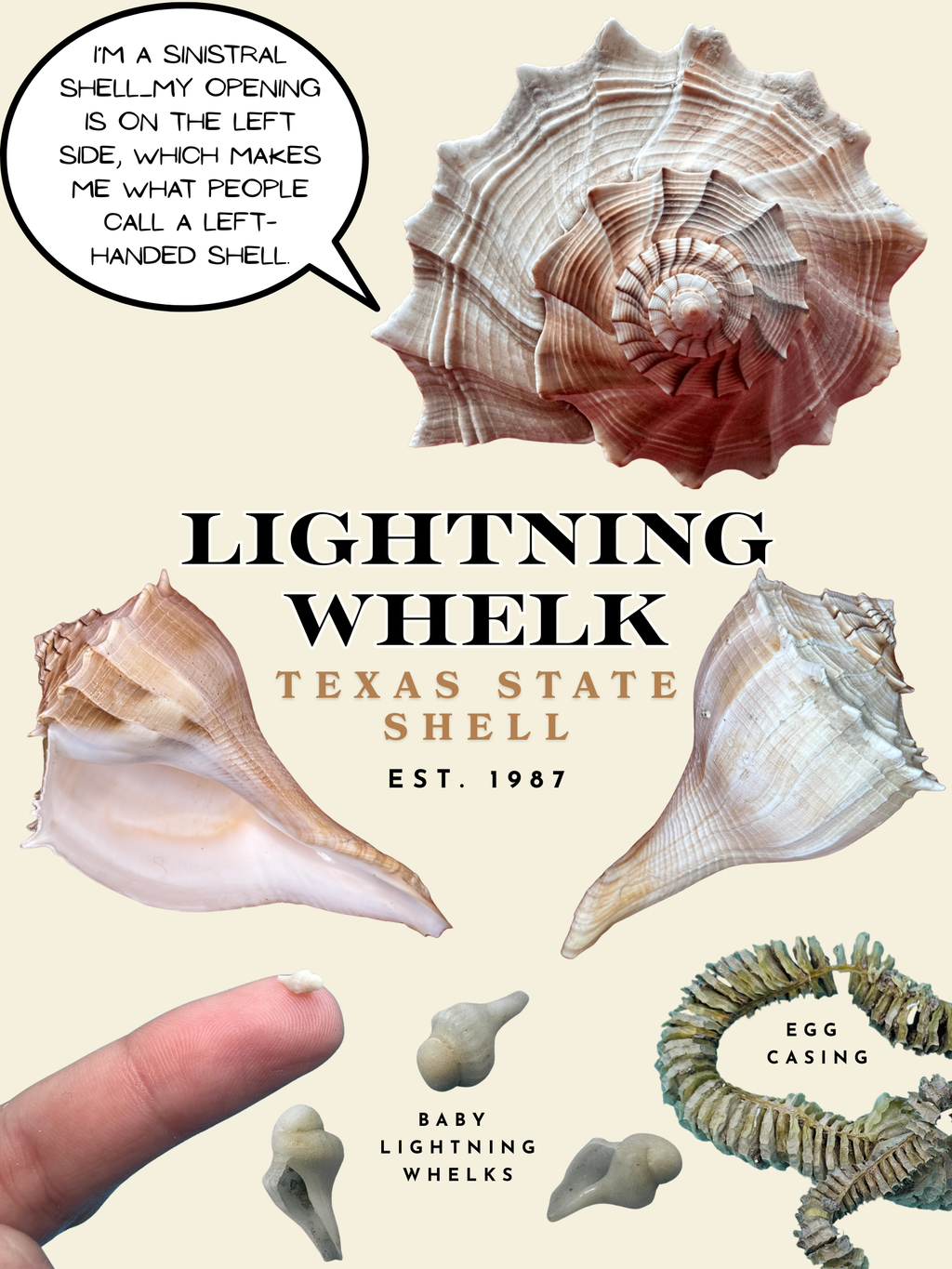 Lightning Whelk Texas State Shell Poster & Coastal Greeting Cards
