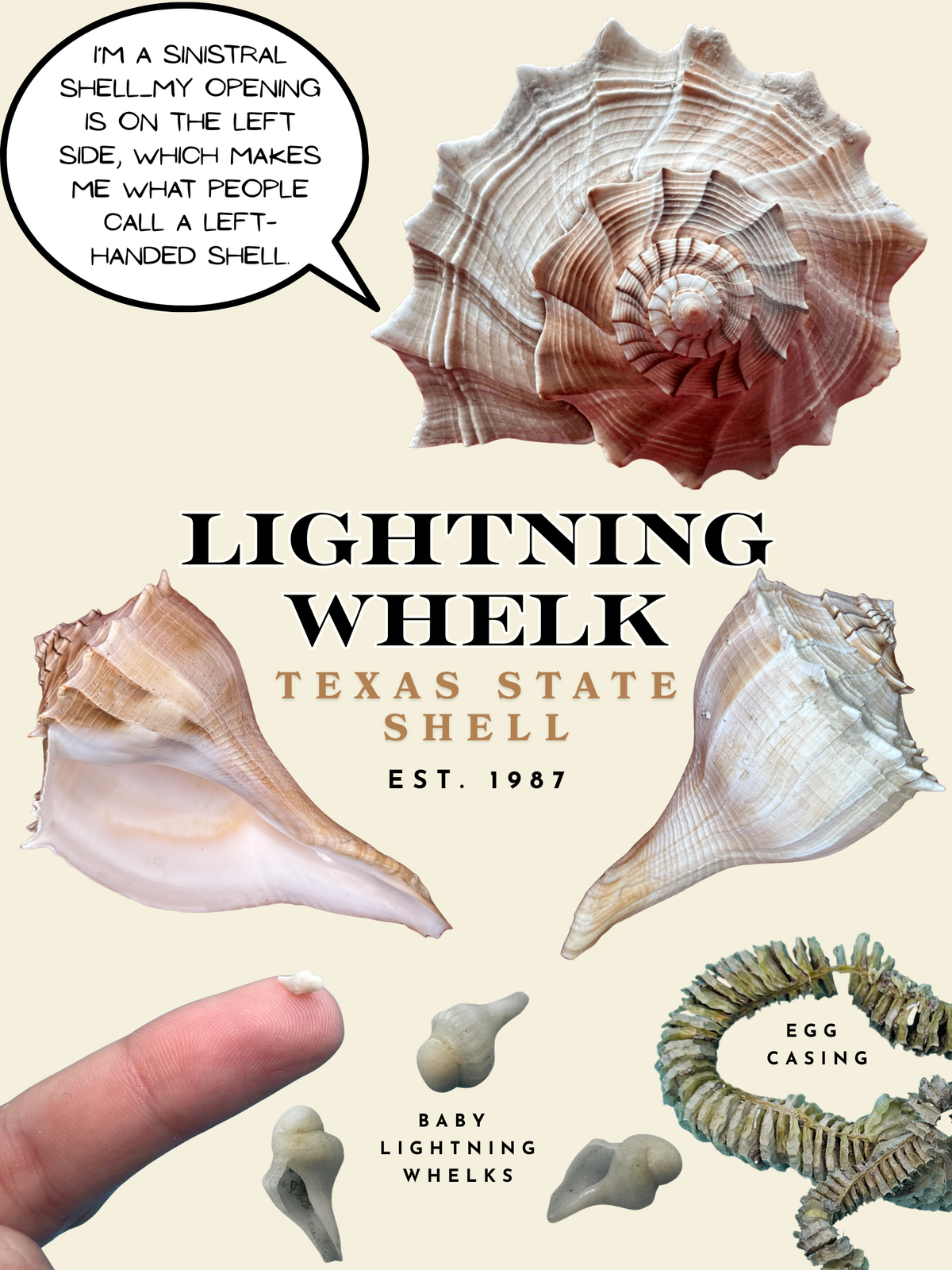 Lightning Whelk Texas State Shell Poster & Coastal Greeting Cards