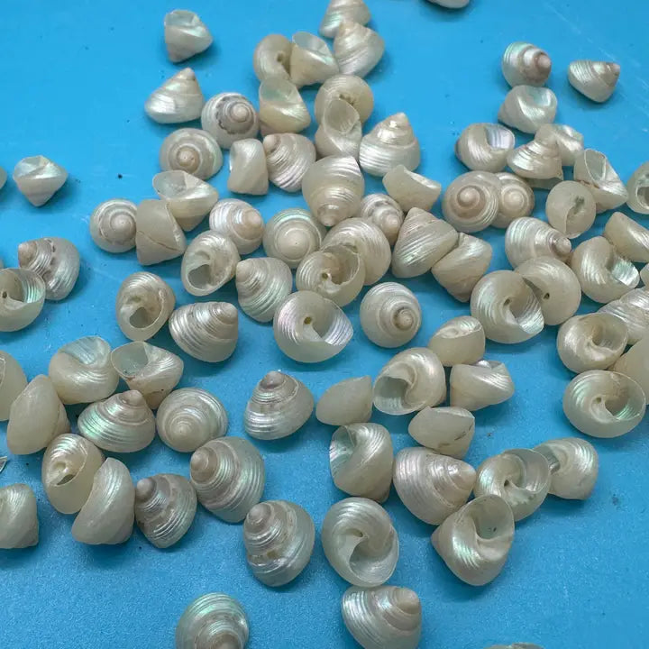 Bulk Mini Pearl Spiral Top Shells – 1 oz for Crafting & DIY Projects
