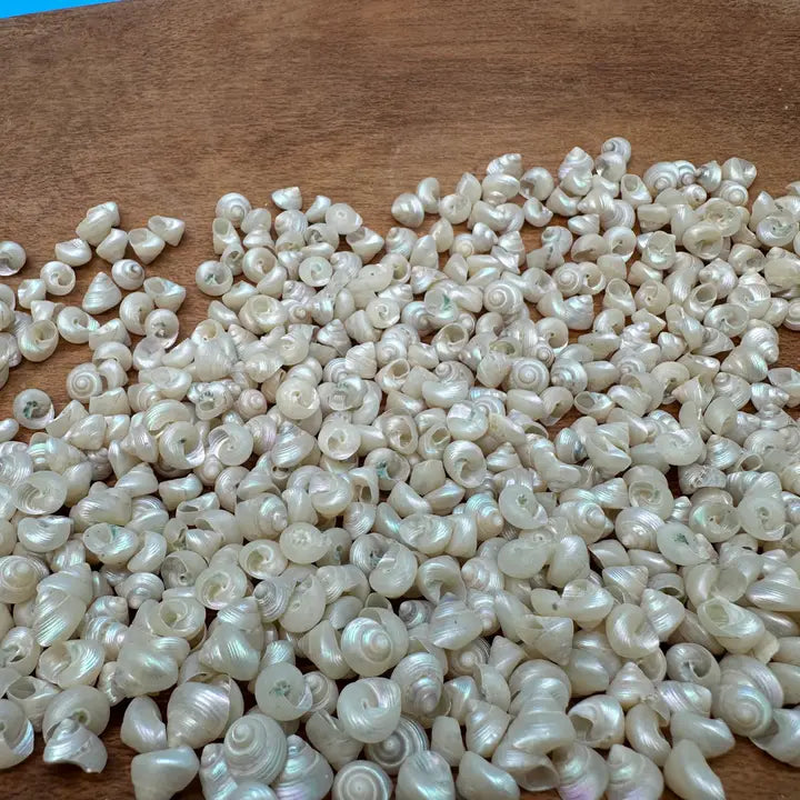 Bulk Mini Pearl Spiral Top Shells – 1 oz for Crafting & DIY Projects