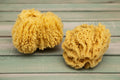 Natural Ocean Glove Sea Sponge