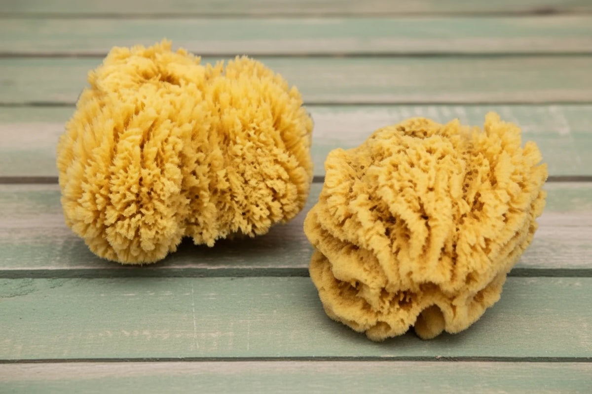 Natural Ocean Glove Sea Sponge