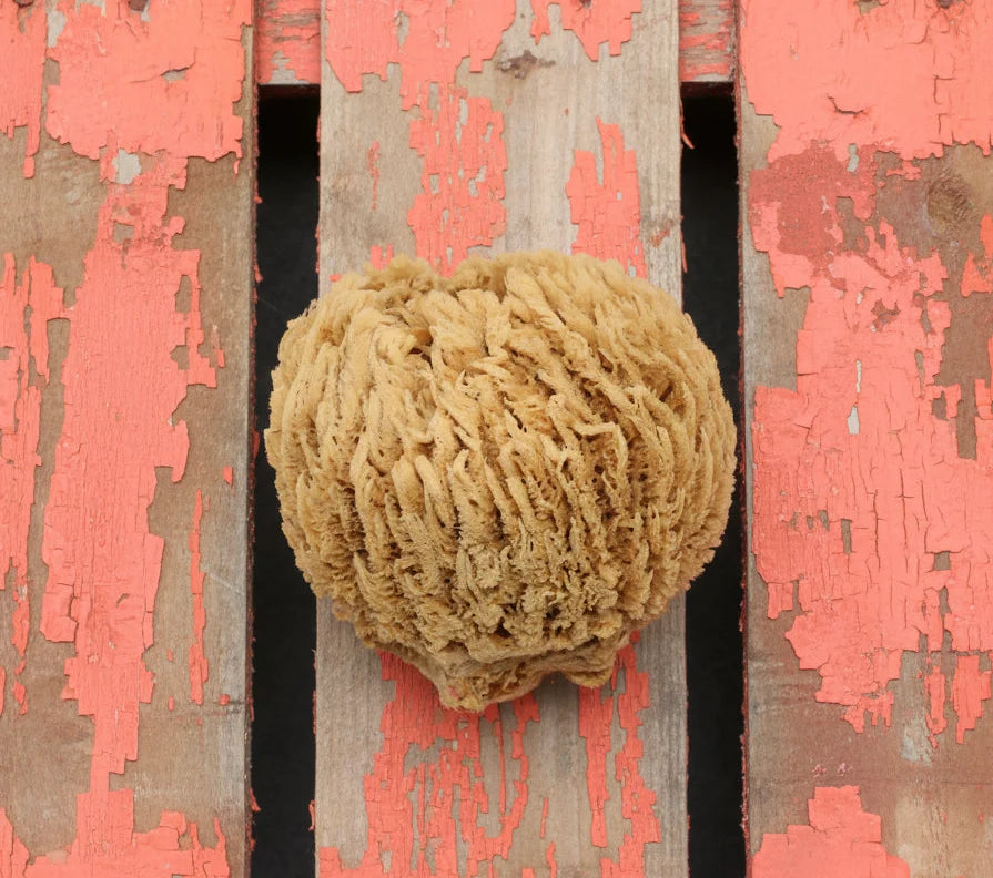 Natural Ocean Glove Sea Sponge