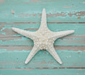 White Spiny Starfish