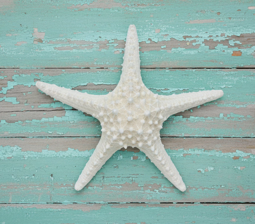 White Spiny Starfish