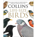 Collins Life-Size Birds: The Only Guide to Show British Birds at Their Actual Size - Hardcover