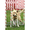 Labradors - History, Breeding, Field Trials & Shows - Hardcover