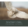 Snowy Owl: A Visual Natural History - Hardcover