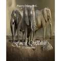 Forest Wildlife: Wildlife Coloring Book - Paperback