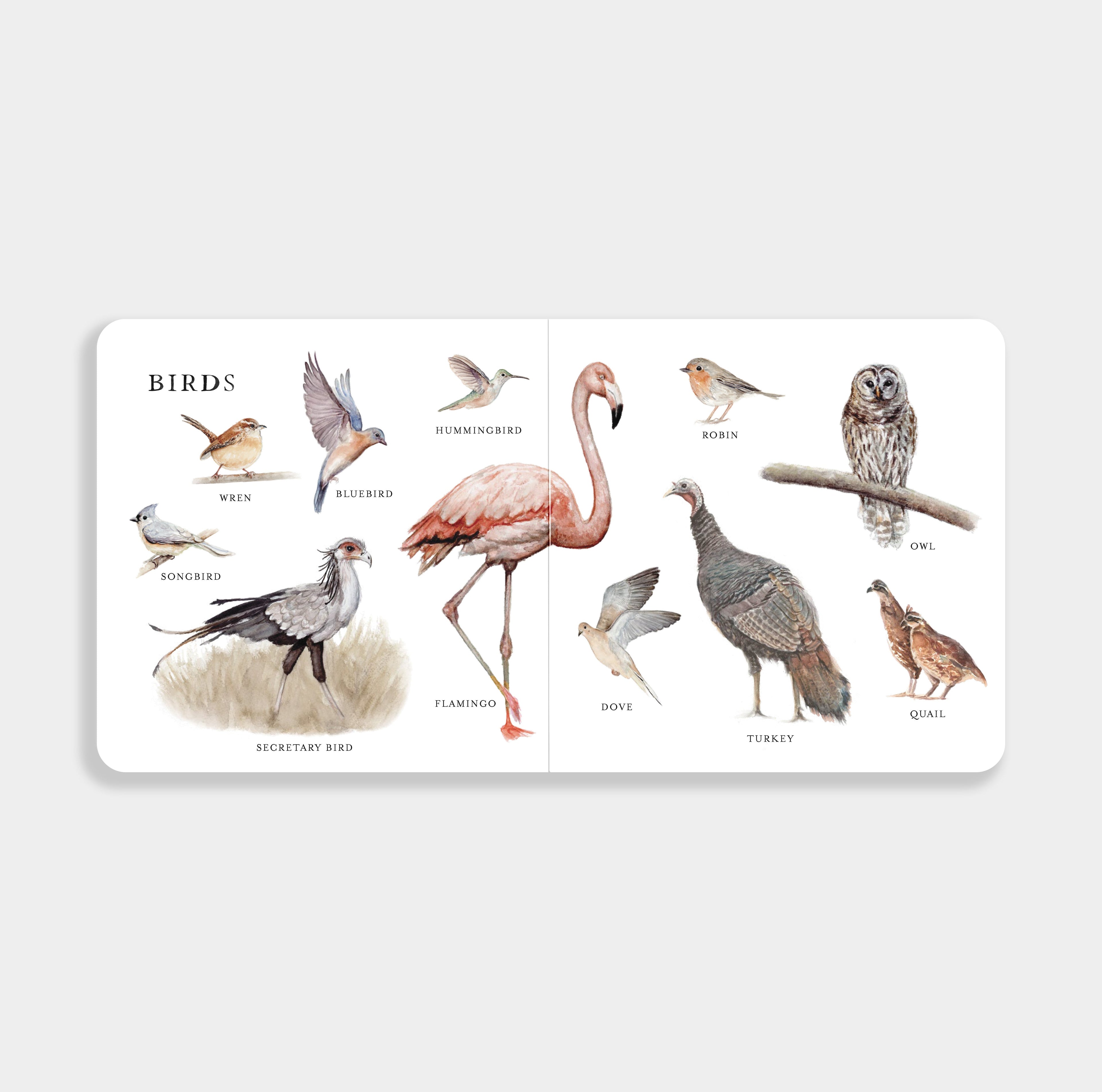 Our Big Book of Animals