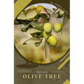 Olive Tree: Plant Guide - Paperback