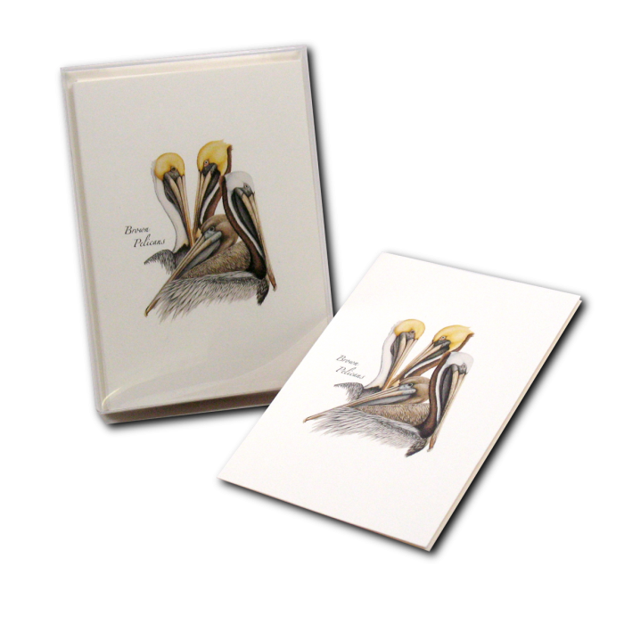 Brown Pelican Illustrated Notecard Set