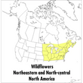A Peterson Field Guide to Wildflowers: Northeastern and North-Central North America - Paperback