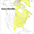 A Peterson Field Guide to Eastern Butterflies - Paperback