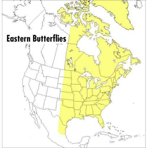 A Peterson Field Guide to Eastern Butterflies - Paperback