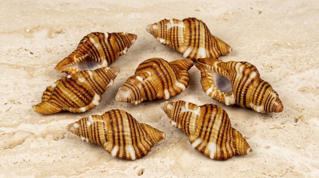 Black Striped Triton Shell – Cymatium hepaticum
