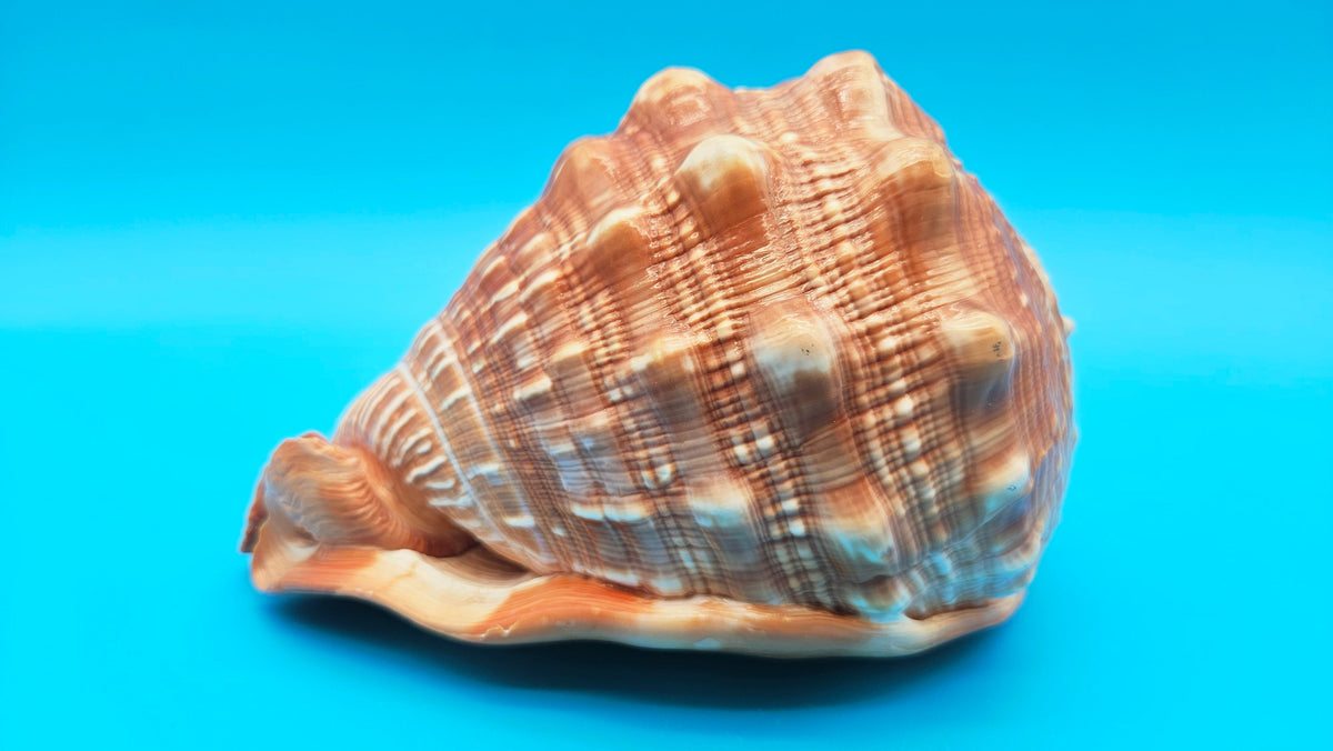 Select Bullmouth Helmet Shell  (Cypraecassis rufa) - 7" x 5.25"