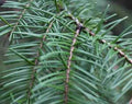 Balsam Pine -  Premium Fragrance Oil