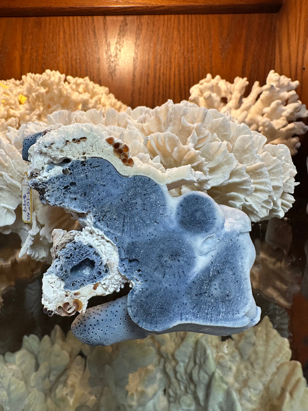 Blue Coral Slab Slice 3-6"
