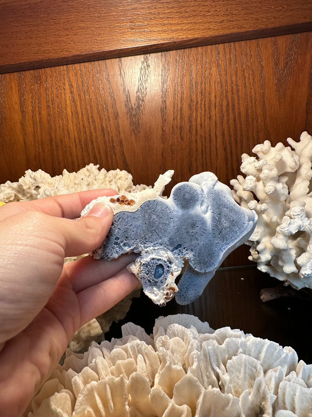 Blue Coral Slab Slice 3-6"
