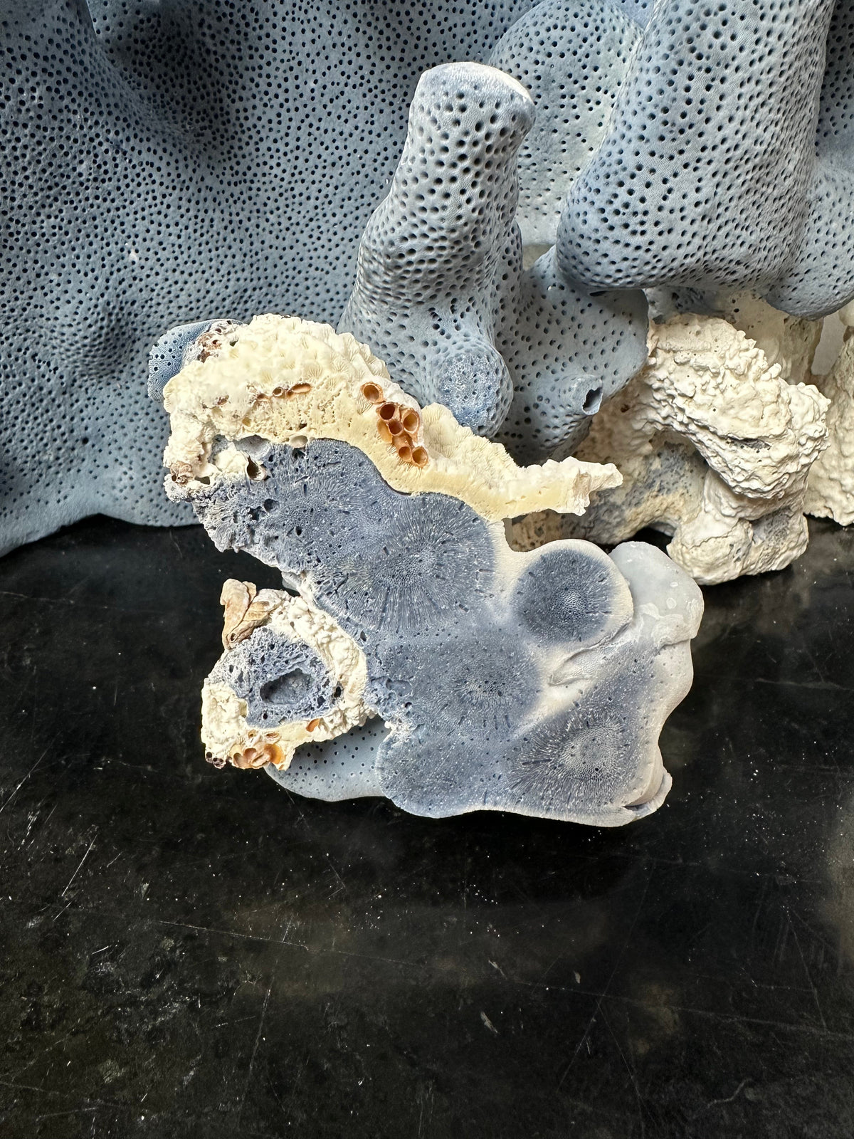 Blue Coral Slab Slice 3-6"