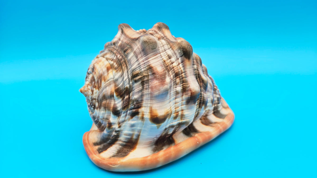 Select Bullmouth Helmet Shell (Cypraecassis rufa)  - 7" x 5.5"
