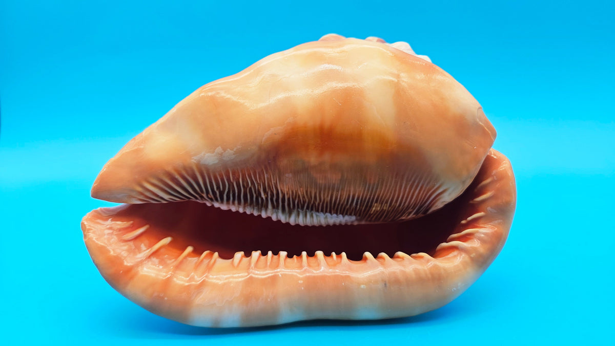 Select Bullmouth Helmet Shell  (Cypraecassis rufa) - 7" x 5.25"