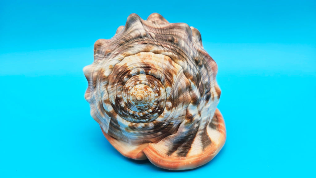 Select Bullmouth Helmet Shell (Cypraecassis rufa)  - 7" x 5.5"