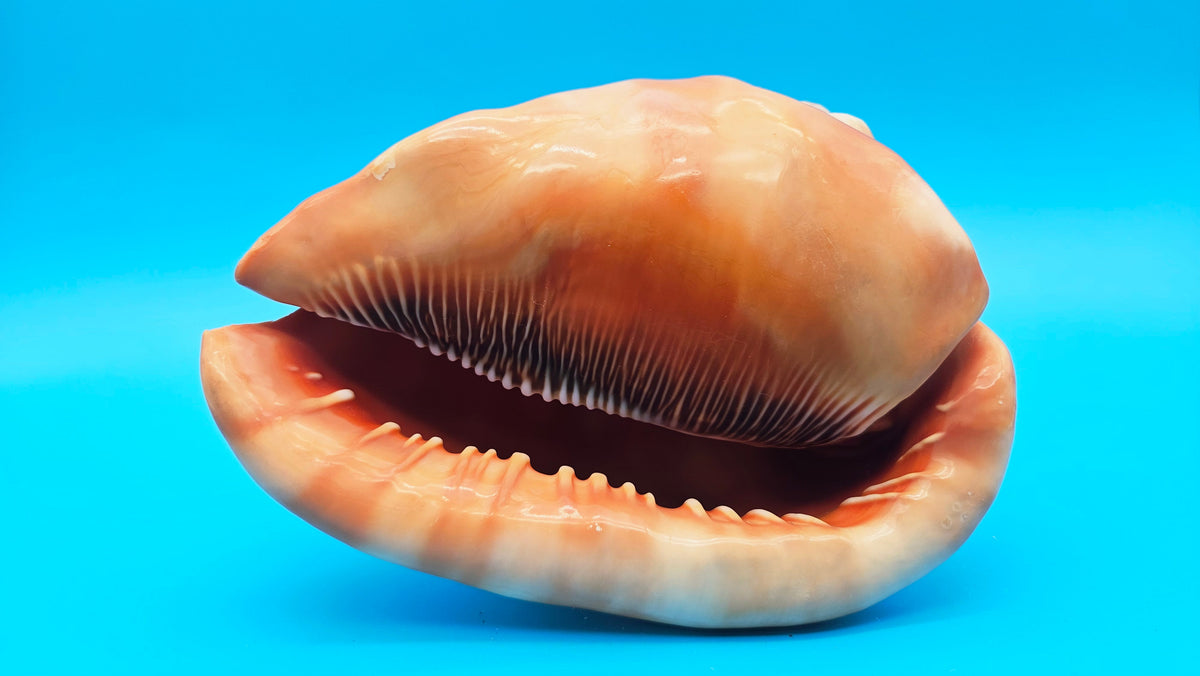 Select Bullmouth Helmet Shell (Cypraecassis rufa)  - 7" x 5.5"