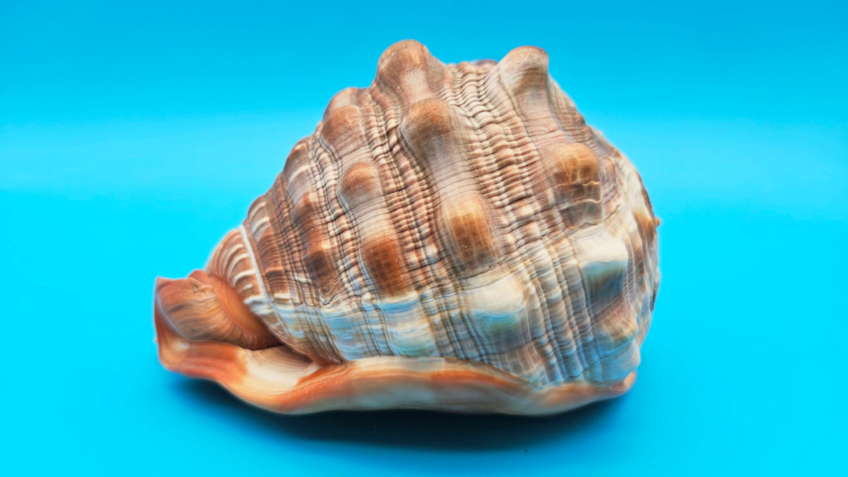 Select Bullmouth Helmet Shell (Cypraecassis rufa)  - 7" x 5.5"