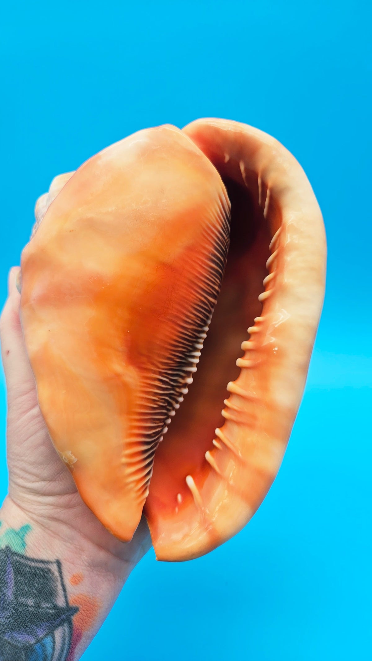 Select Bullmouth Helmet Shell (Cypraecassis rufa)  - 7" x 5.5"