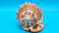 Select Bullmouth Helmet Shell  (Cypraecassis rufa) - 7" x 5.25"