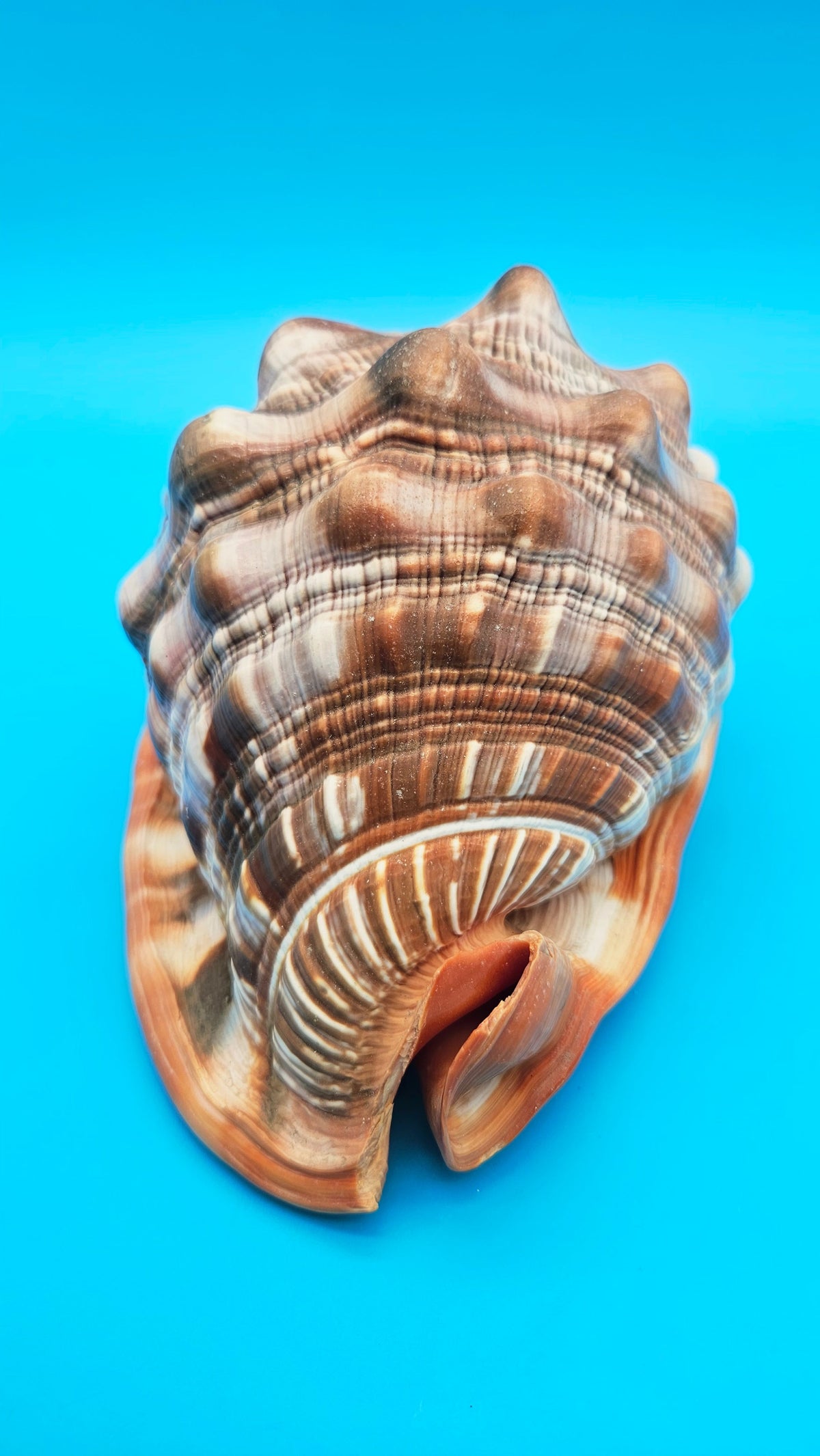 Select Bullmouth Helmet Shell (Cypraecassis rufa)  - 7" x 5.5"
