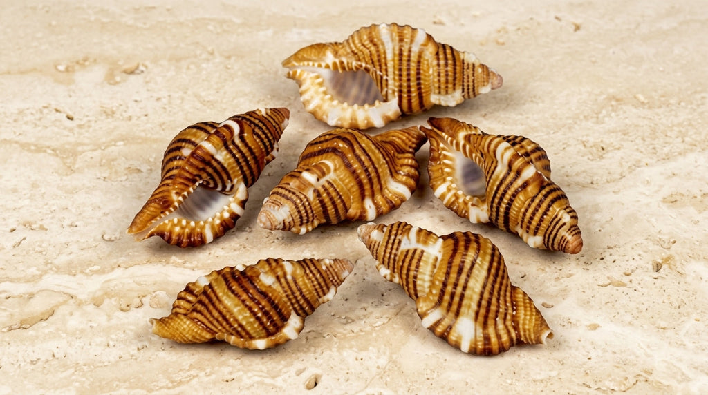 Black Striped Triton Shell – Cymatium hepaticum