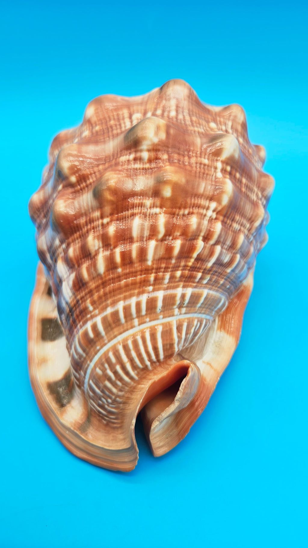 Select Bullmouth Helmet Shell  (Cypraecassis rufa) - 7" x 5.25"
