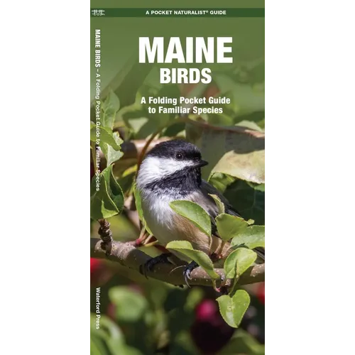 Maine Birds: A Folding Pocket Guide to Familiar Species - Paperback