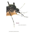 Mosquito: The Story of Man's Deadliest Foe - Paperback
