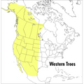 A Peterson Field Guide to Western Trees: Western United States and Canada - Paperback