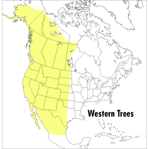 A Peterson Field Guide to Western Trees: Western United States and Canada - Paperback
