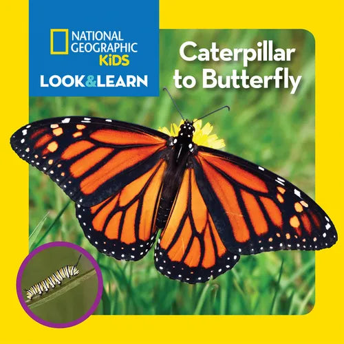 National Geographic Kids Look & Learn: Caterpillar to Butterfly - Board Book