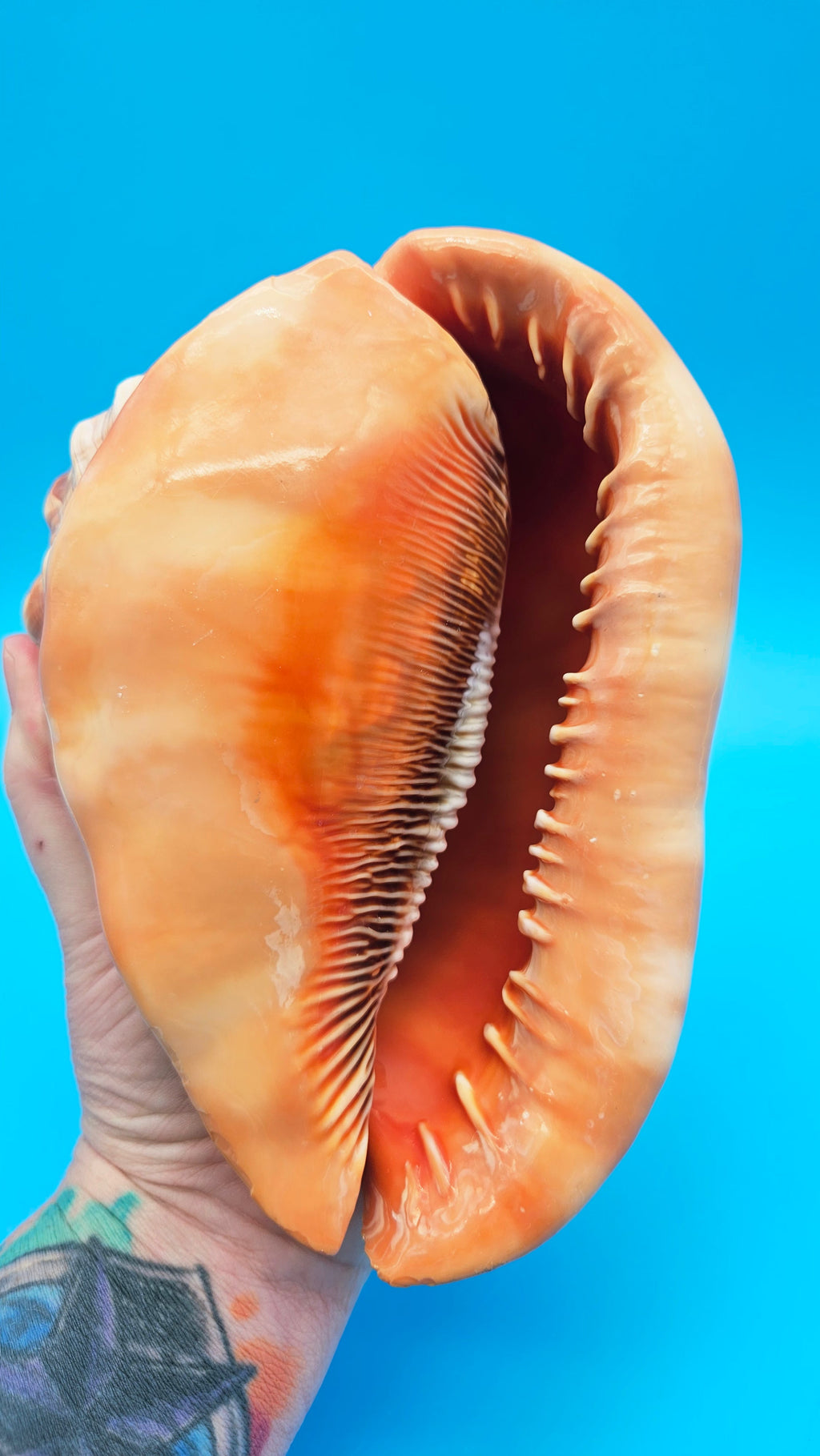 Select Bullmouth Helmet Shell  (Cypraecassis rufa) - 7" x 5.25"